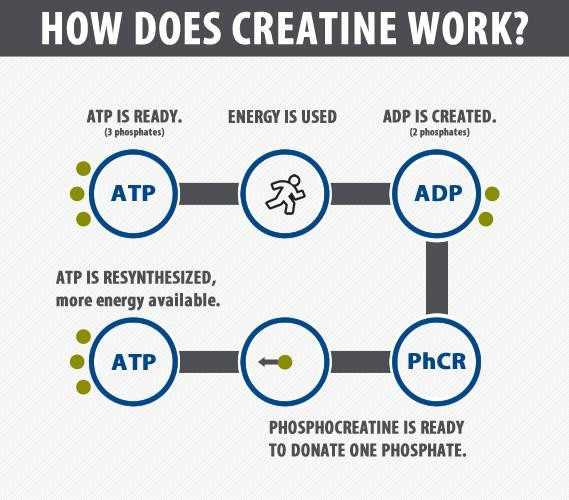 Best Creatine in India for Beginners